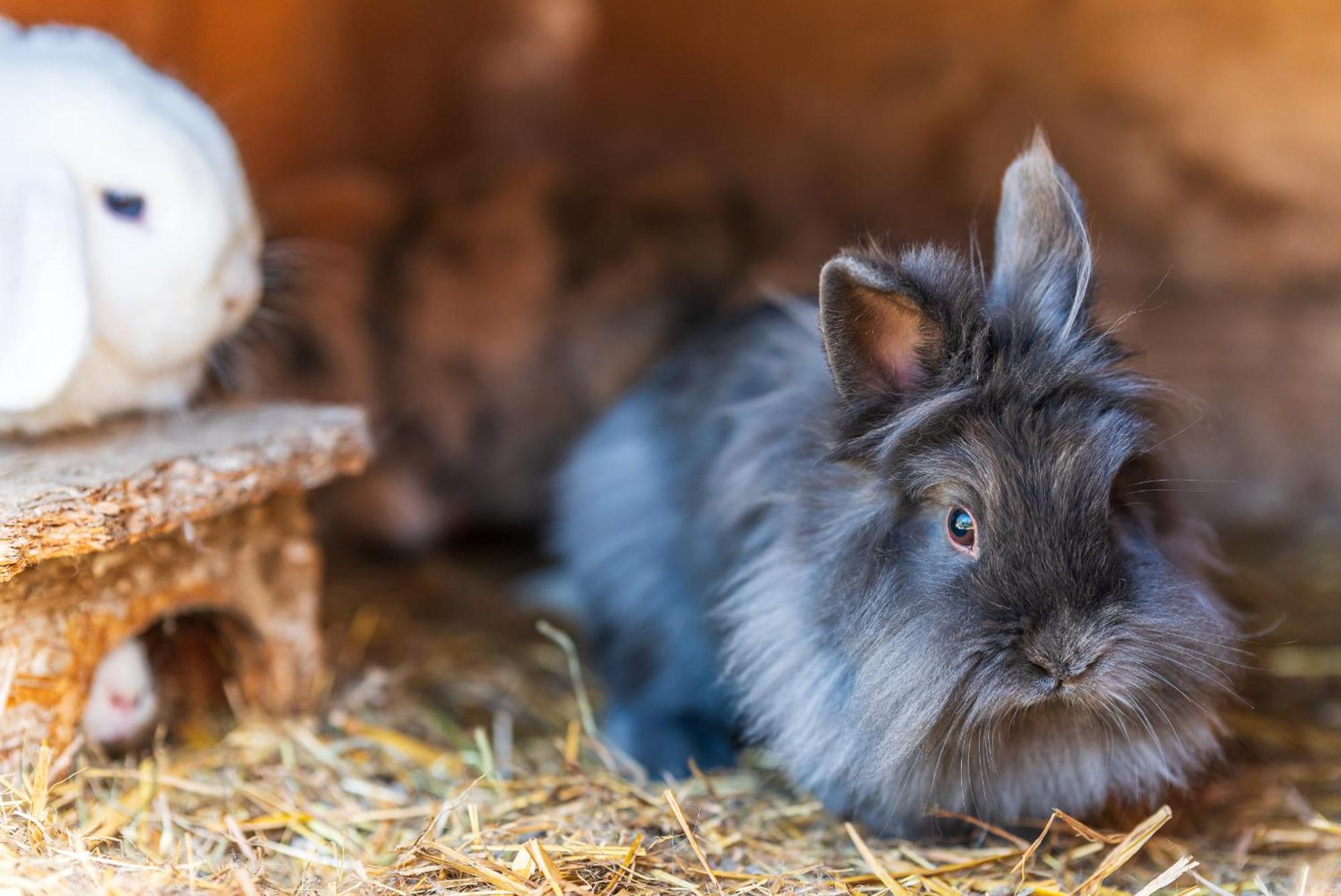 Ubytování na samotě - Apartmán U Tesařů Komarice Esterno foto