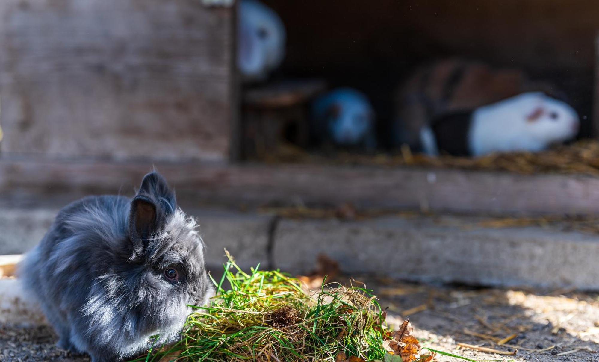 Ubytování na samotě - Apartmán U Tesařů Komarice Esterno foto