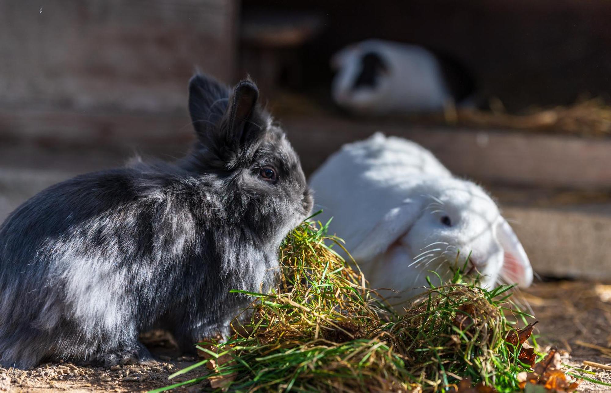 Ubytování na samotě - Apartmán U Tesařů Komarice Esterno foto